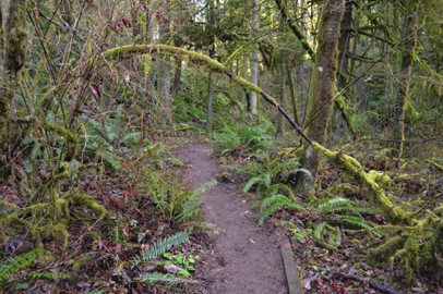 The Jay Trail is narrow with head obstructions in some locations